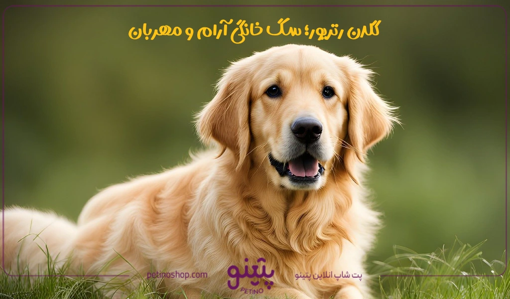 گلدن رتریور؛ سگ خانگی آرام و مهربان