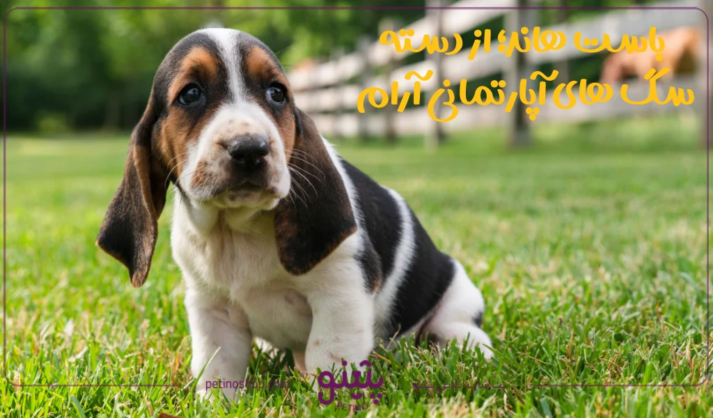 باست هاند؛ از دسته سگ های آپارتمانی آرام