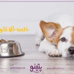 علت غذا نخوردن سگ [12 دلیل اصلی] + درمان سریع آن