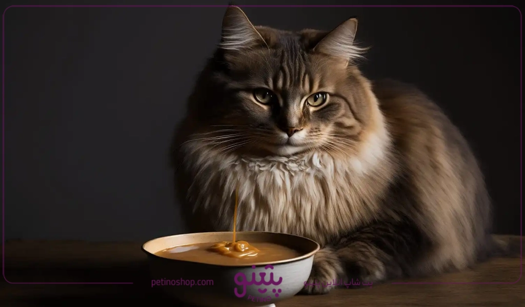 آموزش غذای خانگی ارزان برای بچه گربه خیابانی