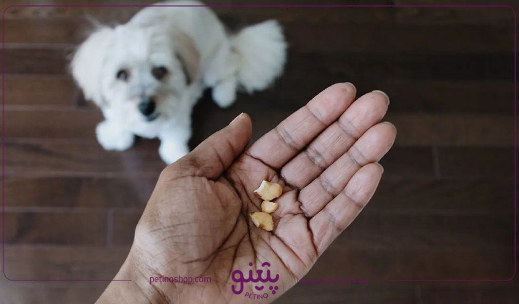 تنقلات و آجیل ها؛‌ خطرناک ترین خوارکی برای سگ