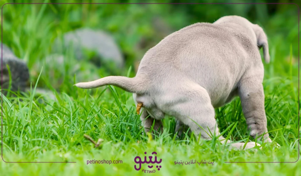 دلیل اسهال توله سگ دوماهه شیر خوار