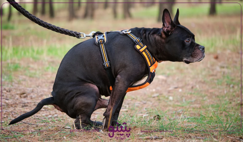 انواع اسهال در سگ ها؛ اسهال شدید خونی سگ