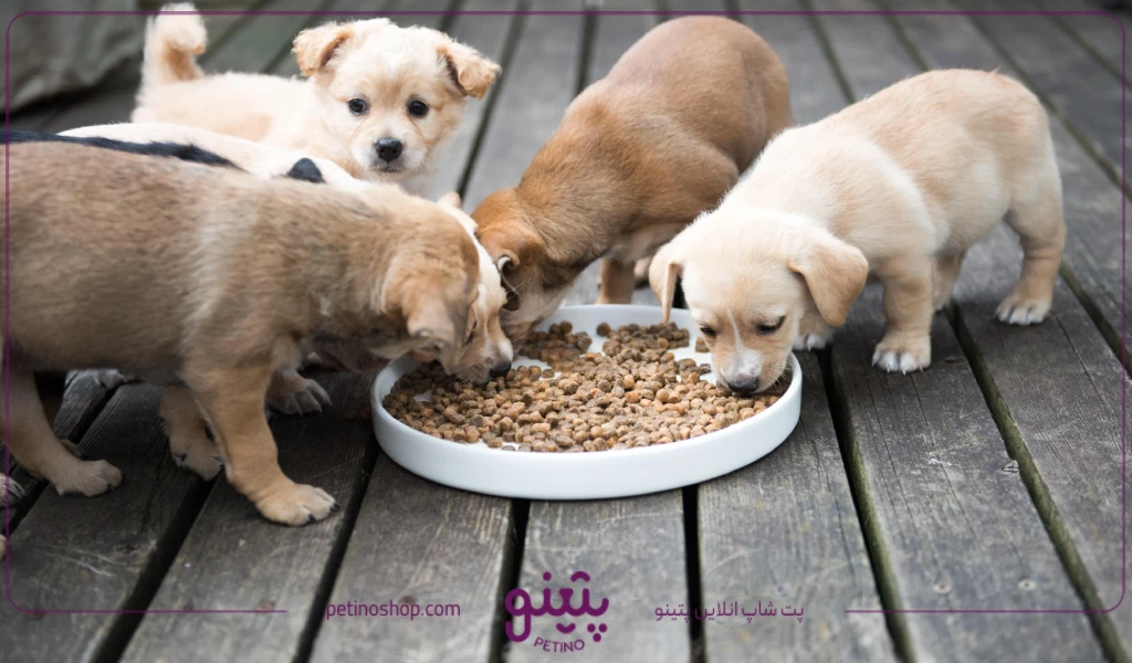 بهترین غذا برای رشد توله سگ