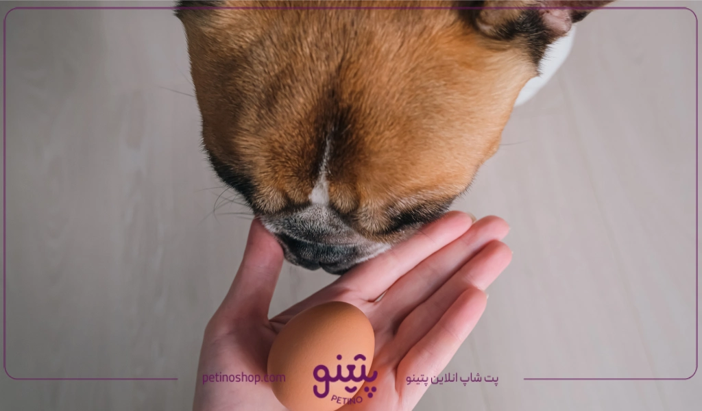 تخم مرغ نپخته یا خام؛ غذای ممنوعه برای سگ