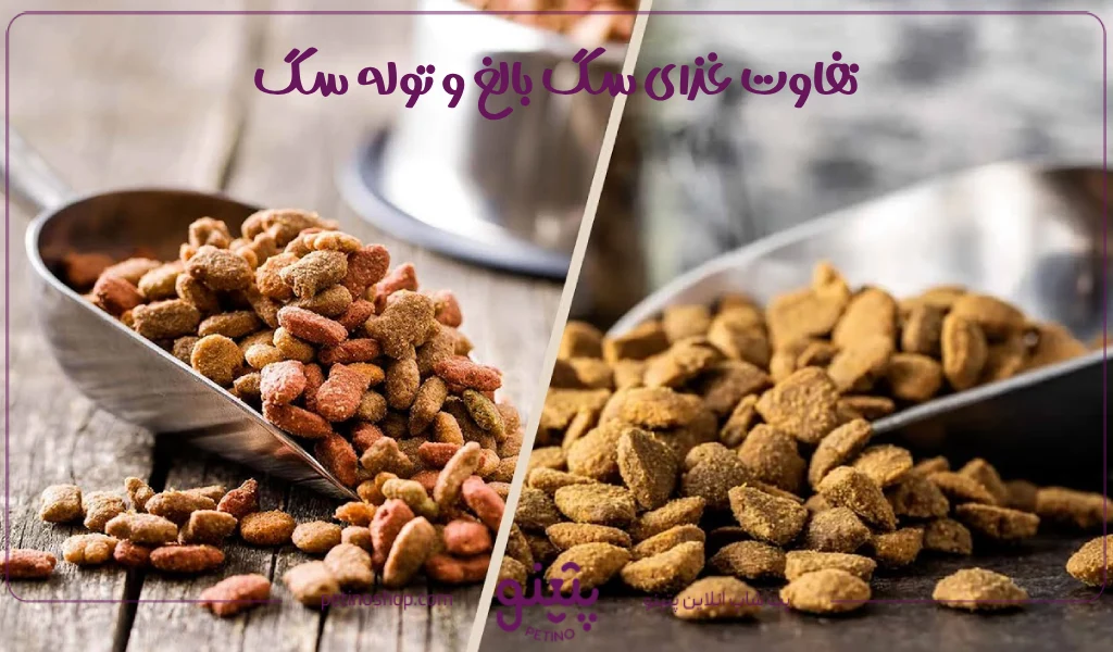 تفاوت غذای سگ بالغ و توله سگ [اصلی ترین فرق ها]