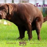 درمان اسهال سگ با دارو در خانه [علت و جلوگیری]