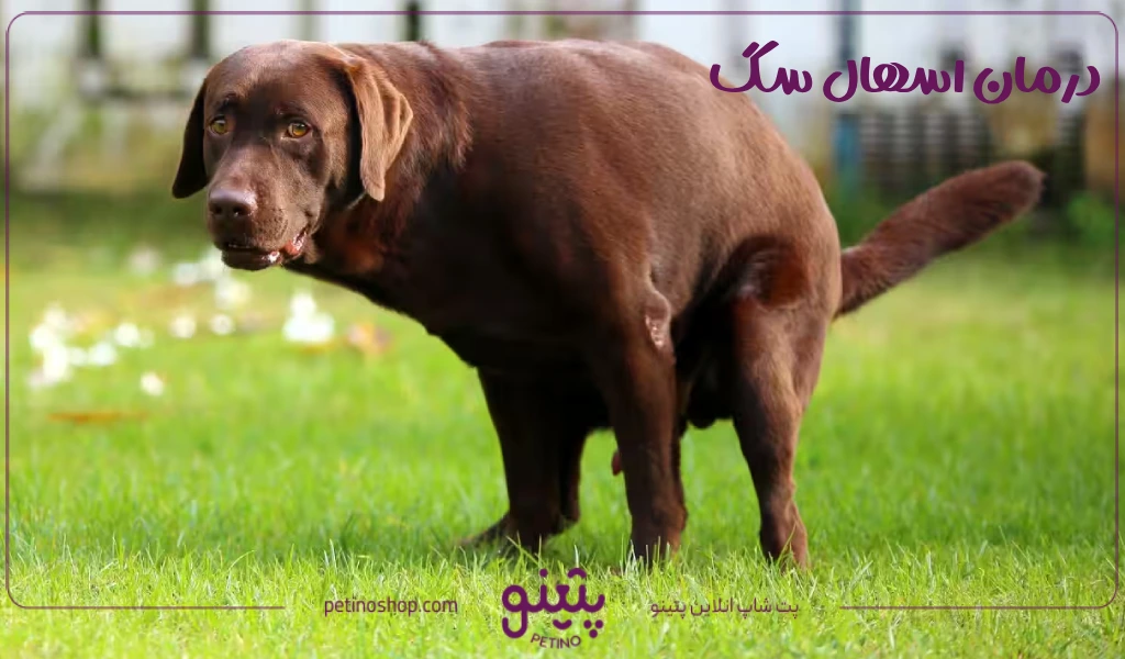 درمان اسهال سگ با دارو در خانه [علت و جلوگیری]