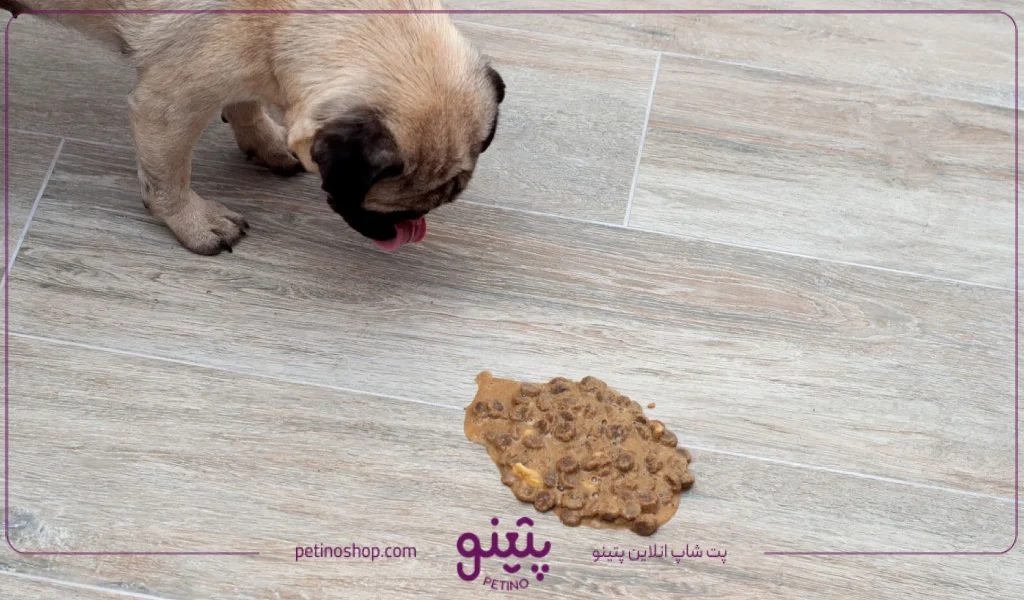 شکل و عکس اسهال سگ