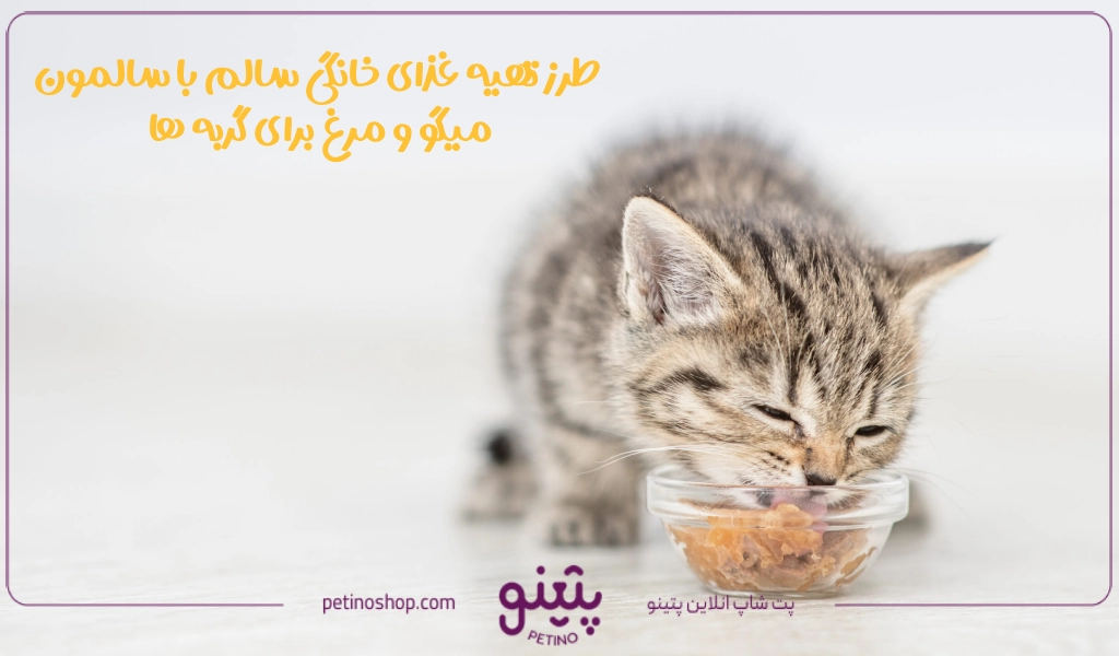 طرز تهیه غذای خانگی سالم با سالمون، میگو و مرغ برای گربه ها