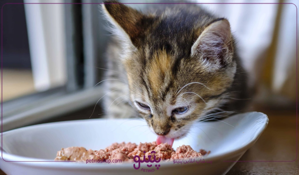 غذای خانگی گربه با گوشت چرخ کرده و تن ماهی؛ بهترین غذای خانگی برای گربه