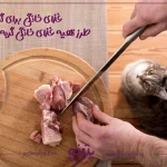 غذای خانگی برای گربه؛ طرز تهیه 8 غذای خانگی گربه