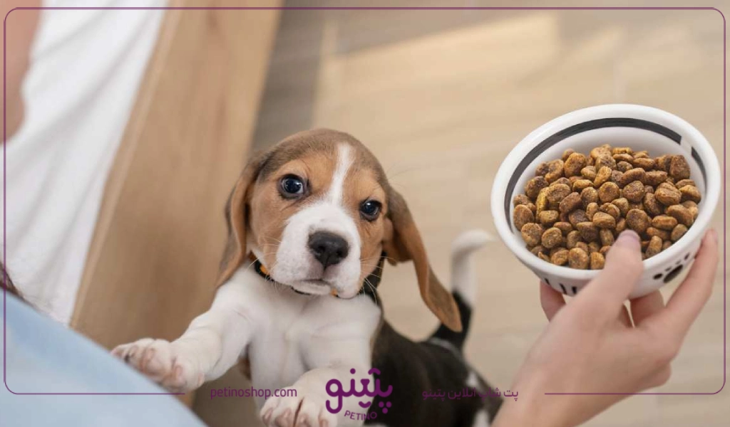 آیا توله سگ می تواند از غذای سگ بالغ بخورد؟