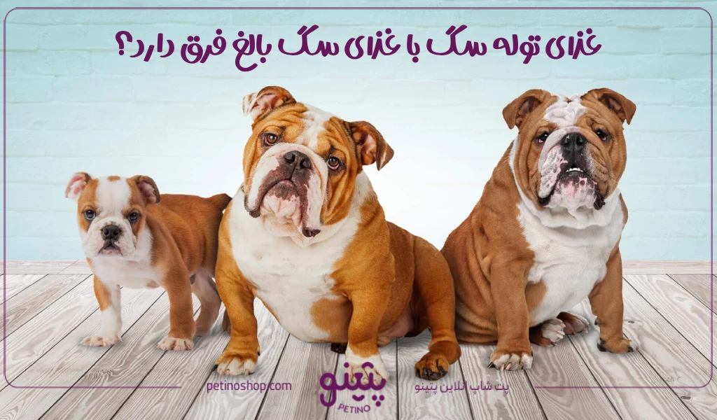 غذای توله سگ با غذای سگ بالغ فرق دارد؟