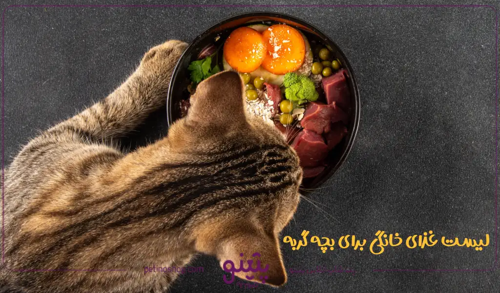 لیست غذای خانگی برای بچه گربه