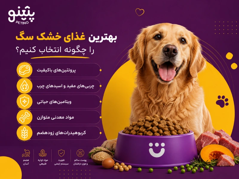 بهترین غذای خشک سگ را چگونه انتخاب کنیم؟
