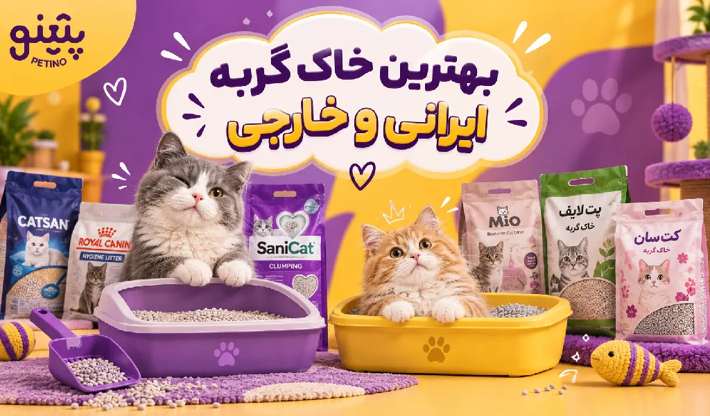 بهترین خاک گربه ایرانی و خارجی