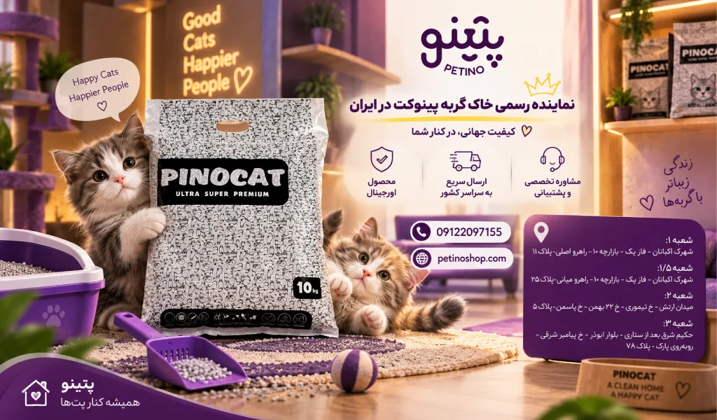 پتینو؛ نماینده خاک گربه پینوکت در ایران