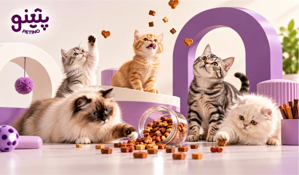 غذای تشویقی مناسب برای گربه ها